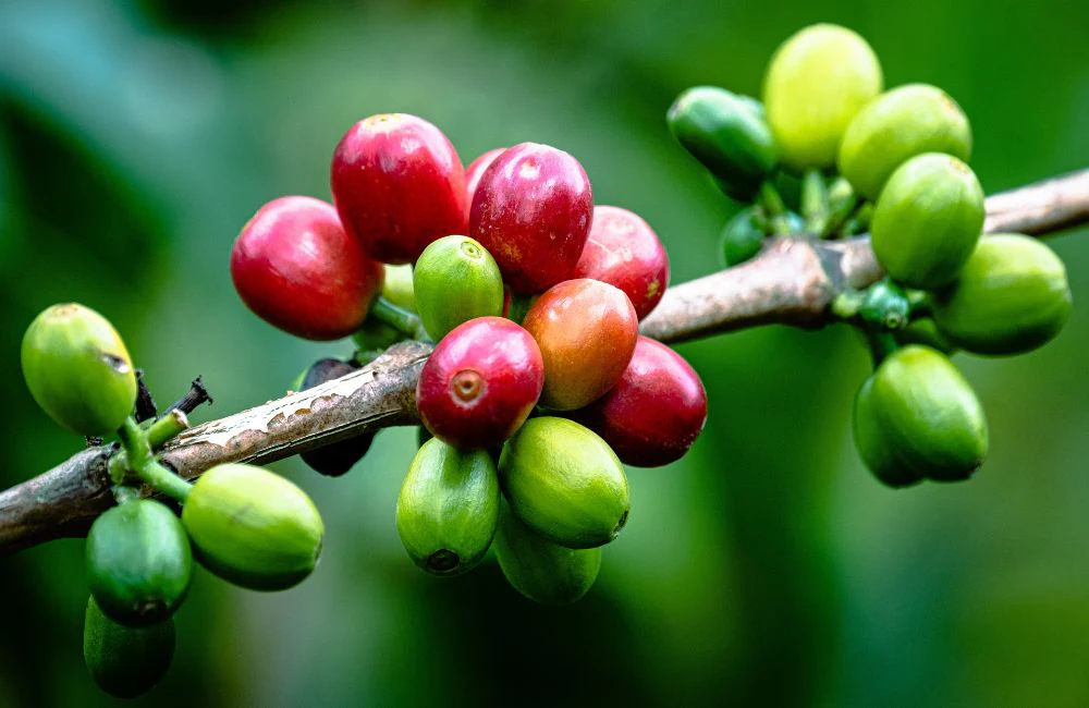 Planta de café con frutos